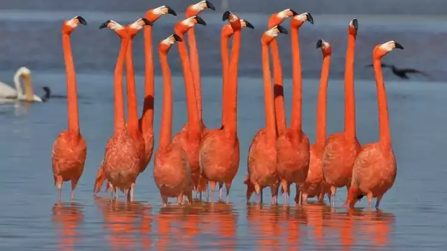 Los flamencos rosas son las aves más representativas de Río Lagartos en Yucatán