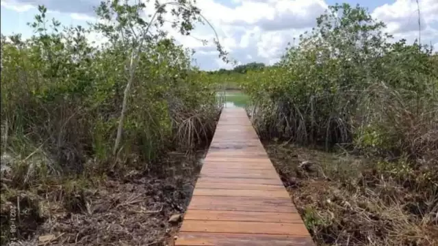 Extensas superficies de mangle a todo lo largo del Estero de Chac están siendo devastadas