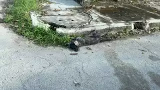 Varios animales, entre perros y gatos, amanecieron muertos este día