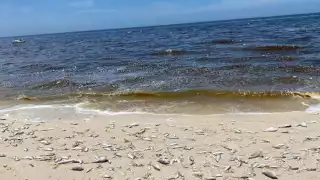 Prevén llegada de la marea roja a Chicxulub durante el fin de semana