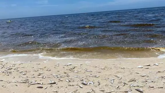 Son alrededor de 30 kilómetros del manchón de marea roja en la costa de Yucatán