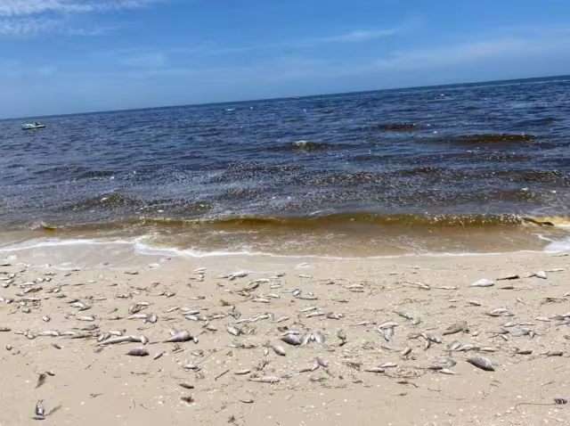 Son alrededor de 30 kilómetros del manchón de marea roja en la costa de Yucatán