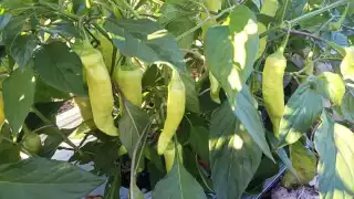 Los productores del picante de Tizimín no destinan muchas hectáreas de campo para sembrarlo