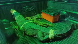 Elementos de Protección Civil capturaron al enorme cocodrilo para ponerlo en libertad lejos de zonas habitadas