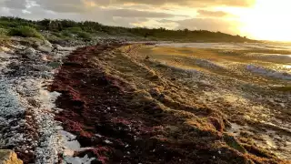 El sargazo y la basura afectan la imagen de las playas
