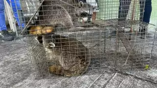 Fueron rescatados por personal especializado y llevados un área de la Zona Norte
