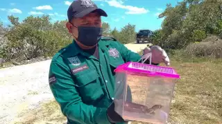 Elementos de la Policía Ecológica liberaron el ejemplar en la “Zona Cero” de la carretera Progreso-Chicxulub