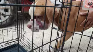 Piden a los propietarios limpiar sus predios abandonados