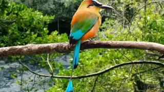 Los organizadores piden acudir al evento con binoculares y disfrutar de la belleza de los animales de Yucatán