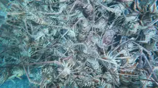 Fueron más de 100 pescadores que dieron inicio a la temporada de captura de langosta en cosas de Xcalak