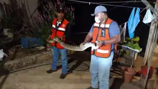 El reptil fue llevado a su hábitat natural y liberado