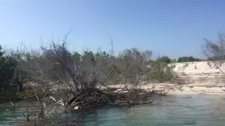 El mangle resulta seriamente dañado por el dragado