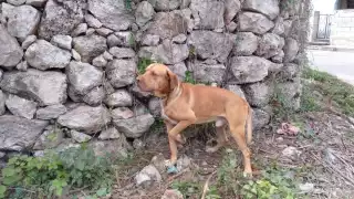 El dueño del can se encontraba en la ciudad de Mérida