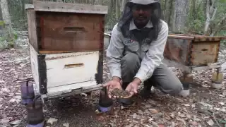 Mezclas de insecticidas ha provocado un daño irreversible a los polinizadores de Hopelchén
