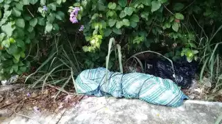 Encuentran cadáver descuartizado en colonia El Pedregal de Playa del Carmen