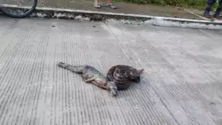 Serpiente de dos metros vomita a un perro en calle de Palizada, Campeche