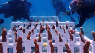 El principal daño es por la mala calidad del agua