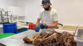 Señalan que en la actualidad cuentan con 32 toneladas del crustáceo, cuando en otros años, en estas fechas, tenían cerca de 44 toneladas.