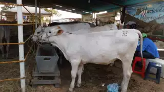 La dependencia considera al municipio un “bastión” de la producción de este alimento y su plan es abastecerse para venderlo