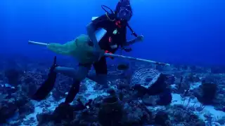 3 áreas de siembra, en costas de Playa Corona, Punta Molas y Caletita
