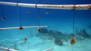 Restauran mil 500 fragmentos de coral en un arrecife en Cozumel