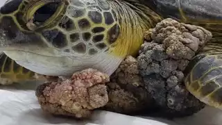 Los ejemplares vienen con algunas enfermedades a estudiar