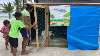 Los grandes felinos que habitan en la Costa Maya salen de la selva por la noche y se dirigen a las playas
