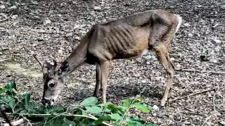 Reportan maltrato animal en el Zoológico de Chetumal: FOTOS