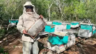 Estos insectos afectan entre el 20 y el 30 por ciento de los enjambres, ya que devoran a las abejas melíferas