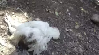 Los afectados indican que temen que ronde un animal desconocido como un zorro