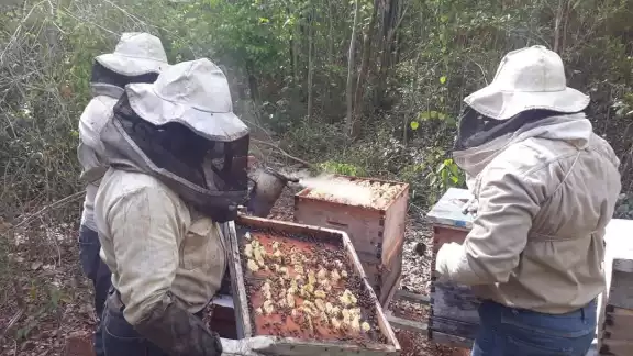 Tunkás era conocido como la Tierra de la Jalea Real por su alta producción Tunkás era conocido como la Tierra de la Jalea Real por su alta producción