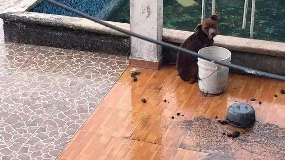 En la casa se encuentran otros dos perritos en pésimas condiciones En la casa se encuentran otros dos perritos en pésimas condiciones