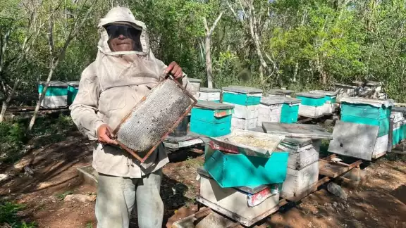 Estos insectos afectan entre el 20 y el 30 por ciento de los enjambres, ya que devoran a las abejas melíferas Estos insectos afectan entre el 20 y el 30 por ciento de los enjambres, ya que devoran a las abejas melíferas