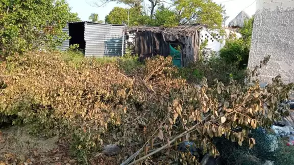 Un colectivo revela que, “dirigidos” por un supuesto guía de turistas, paracaidistas deforestaron zonas de manglar en Sisal