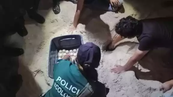 Tortugas son atacadas por perros que deambulan por las zonas de anidación Tortugas son atacadas por perros que deambulan por las zonas de anidación