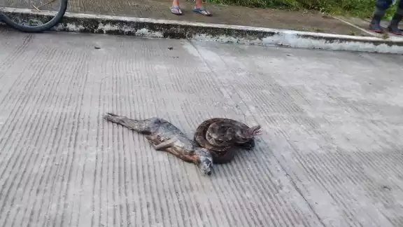La serpiente salió de un terreno baldío propiedad de Pemex que, según vecinos ya han salido diversos tipos de alimañas de ahí La serpiente salió de un terreno baldío propiedad de Pemex que, según vecinos ya han salido diversos tipos de alimañas de ahí