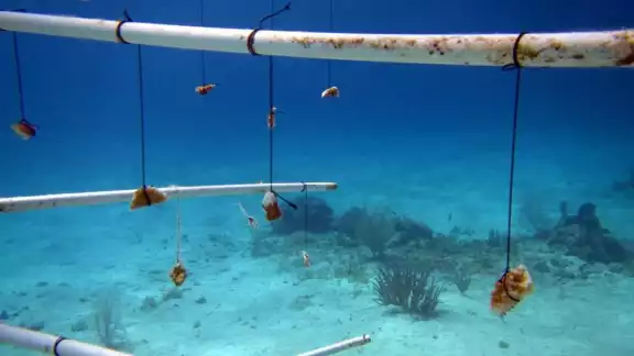 El Programa de Restauración de Arrecifes vigila la especie instalada a lo largo de 521 metros, los cuales generaron colonias saludables con ramificaciones El Programa de Restauración de Arrecifes vigila la especie instalada a lo largo de 521 metros, los cuales generaron colonias saludables con ramificaciones
