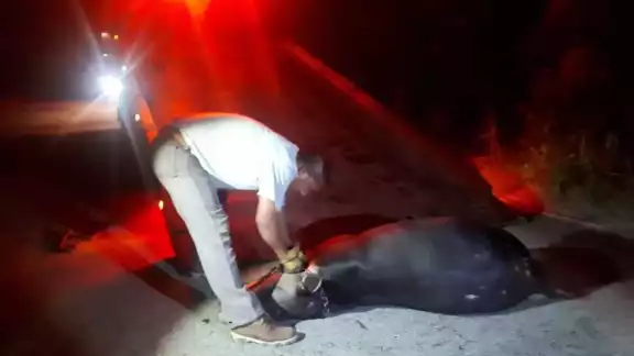 Un ejemplar de Tapir fue impactado por un vehículo en la carretera Mahahual-Cafetal Un ejemplar de Tapir fue impactado por un vehículo en la carretera Mahahual-Cafetal