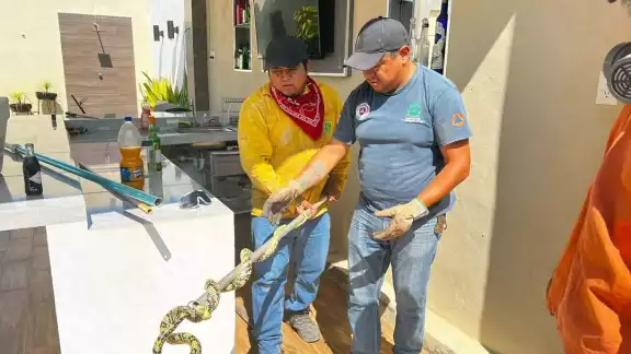 La serpiente Chaycan fue liberada en un monte de Oxkutzcab La serpiente Chaycan fue liberada en un monte de Oxkutzcab