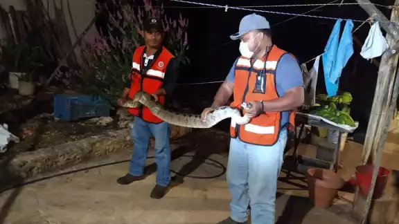El reptil fue llevado a su hábitat natural y liberado El reptil fue llevado a su hábitat natural y liberado