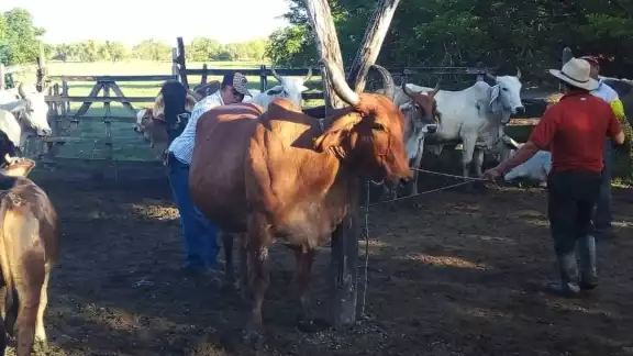 Haber vendido terneros durante la crisis afectó el tamaño del hato