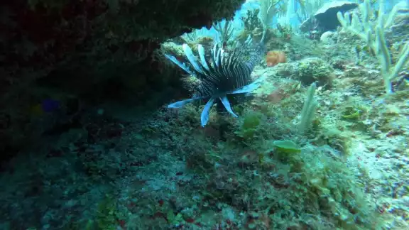 El pez león, ? erróneamente llamado pez escorpión, es un pez de la familia Scorpaenidae El pez león, ? erróneamente llamado pez escorpión, es un pez de la familia Scorpaenidae