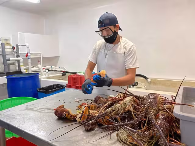 Señalan que en la actualidad cuentan con 32 toneladas del crustáceo, cuando en otros años, en estas fechas, tenían cerca de 44 toneladas.