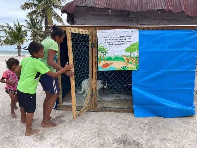 Los grandes felinos que habitan en la Costa Maya salen de la selva por la noche y se dirigen a las playas