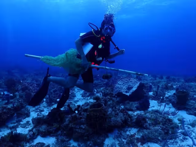 3 áreas de siembra, en costas de Playa Corona, Punta Molas y Caletita
