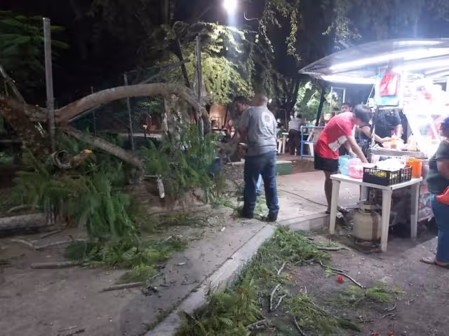La caída de la rama del árbol tomó por sorpresa a los clientes
