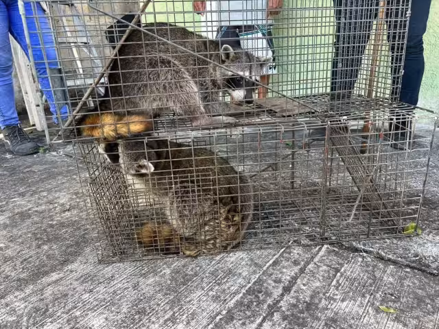 Fueron rescatados por personal especializado y llevados un área de la Zona Norte