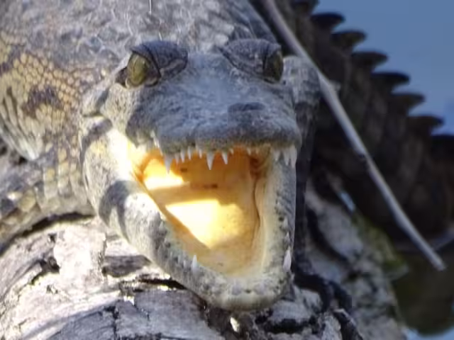 Estos cocodrilos acostumbran merodear las orillas de los ríos de Candelaria