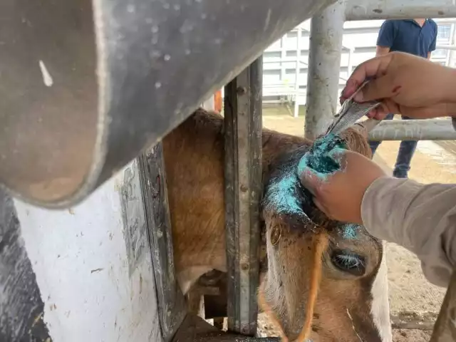 Rosario Baqueiro: 2025, el año más difícil para la actividad pecuaria en Campeche