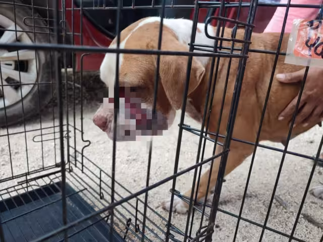 Piden a los propietarios limpiar sus predios abandonados